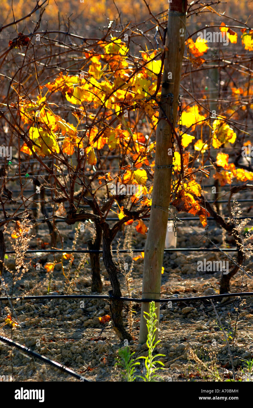 La Clape. Languedoc. Domaine du Mas Soleilla. Vigne addestrati in Cordon royat potatura. Foglie di vite. La Francia. L'Europa. Vigneto. Foto Stock