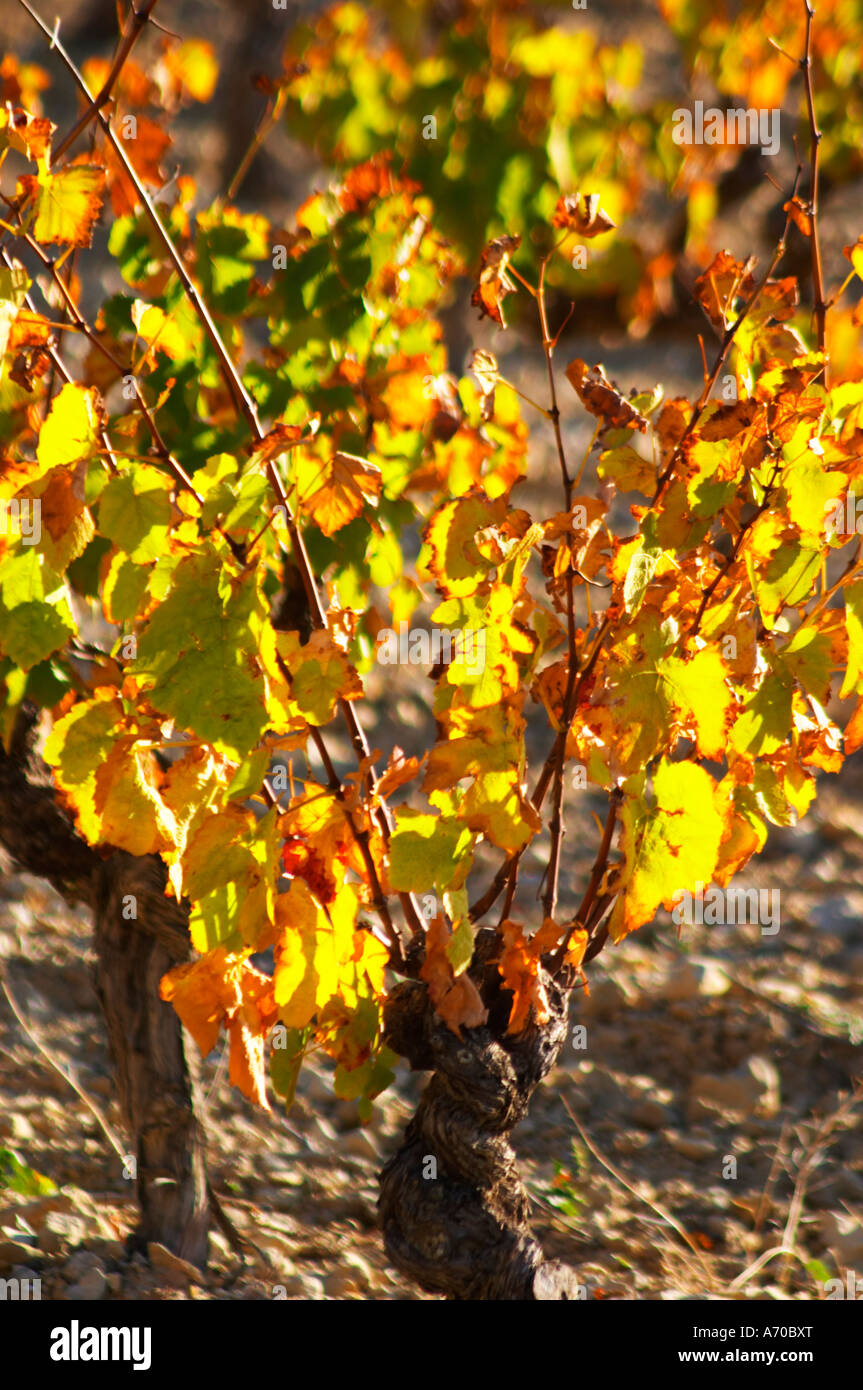 La Clape. Languedoc. Vigne addestrati in Gobelet pruning. Foglie di vite. Vecchio, nodose e vite di torsione. Vigneto. La Francia. L'Europa. Foto Stock