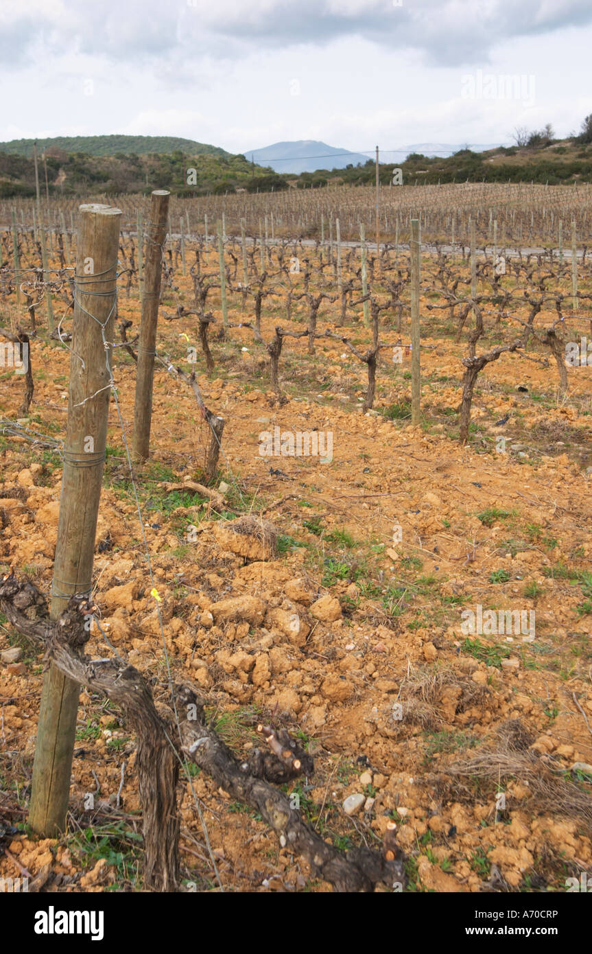 Domaine de Canet-Valette Cessenon-sur-Orb Chinian st. Languedoc. Vigne addestrati in Cordon royat potatura. Il terroir del suolo. Il vigneto. La Francia. L'Europa. Foto Stock