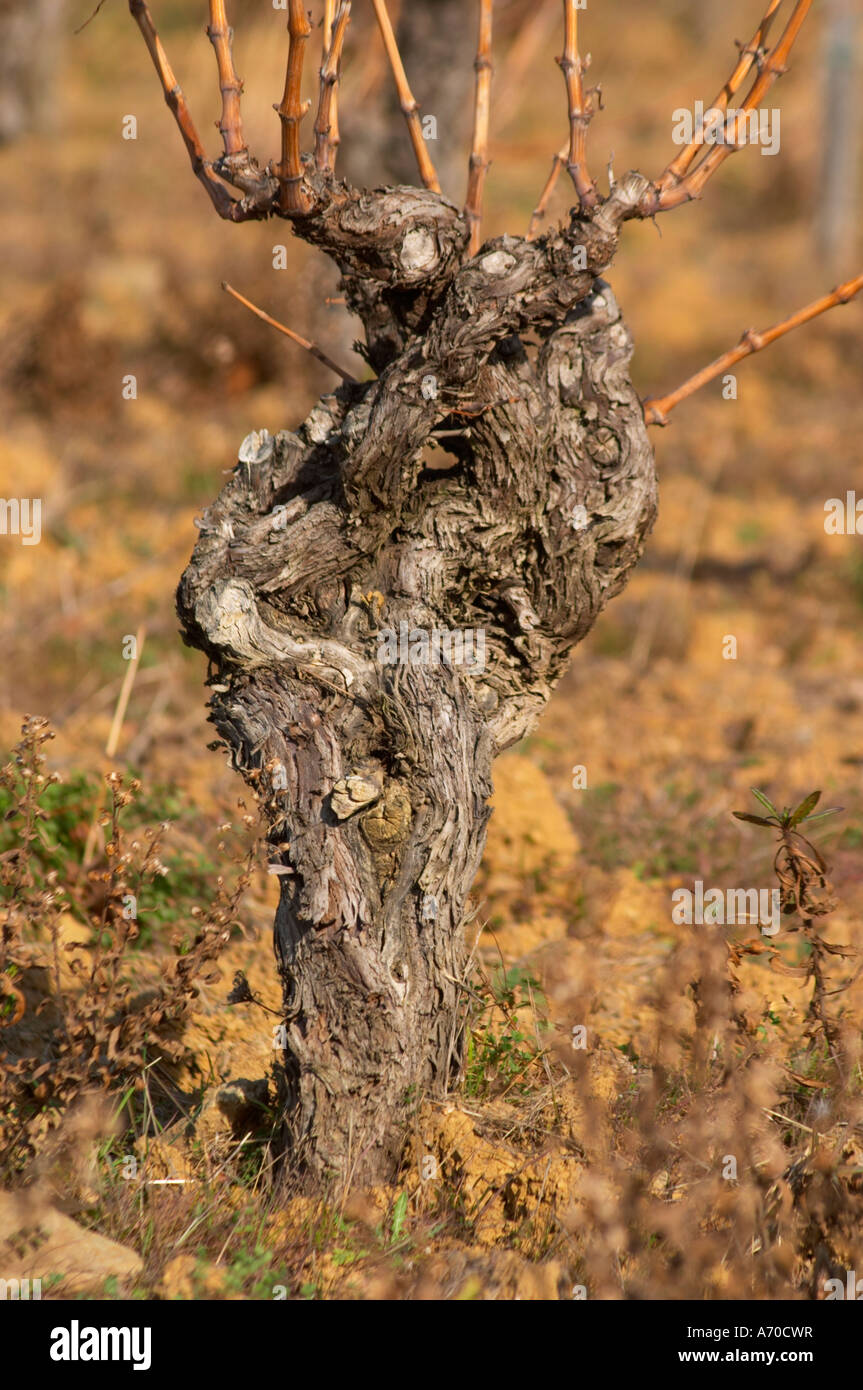 Domaine Mas Gabinele. Faugeres. Languedoc. Vigne addestrati in Gobelet pruning. Vecchio, nodose e vite di torsione. Il terroir del suolo. In vigna. La Francia. L'Europa. Foto Stock