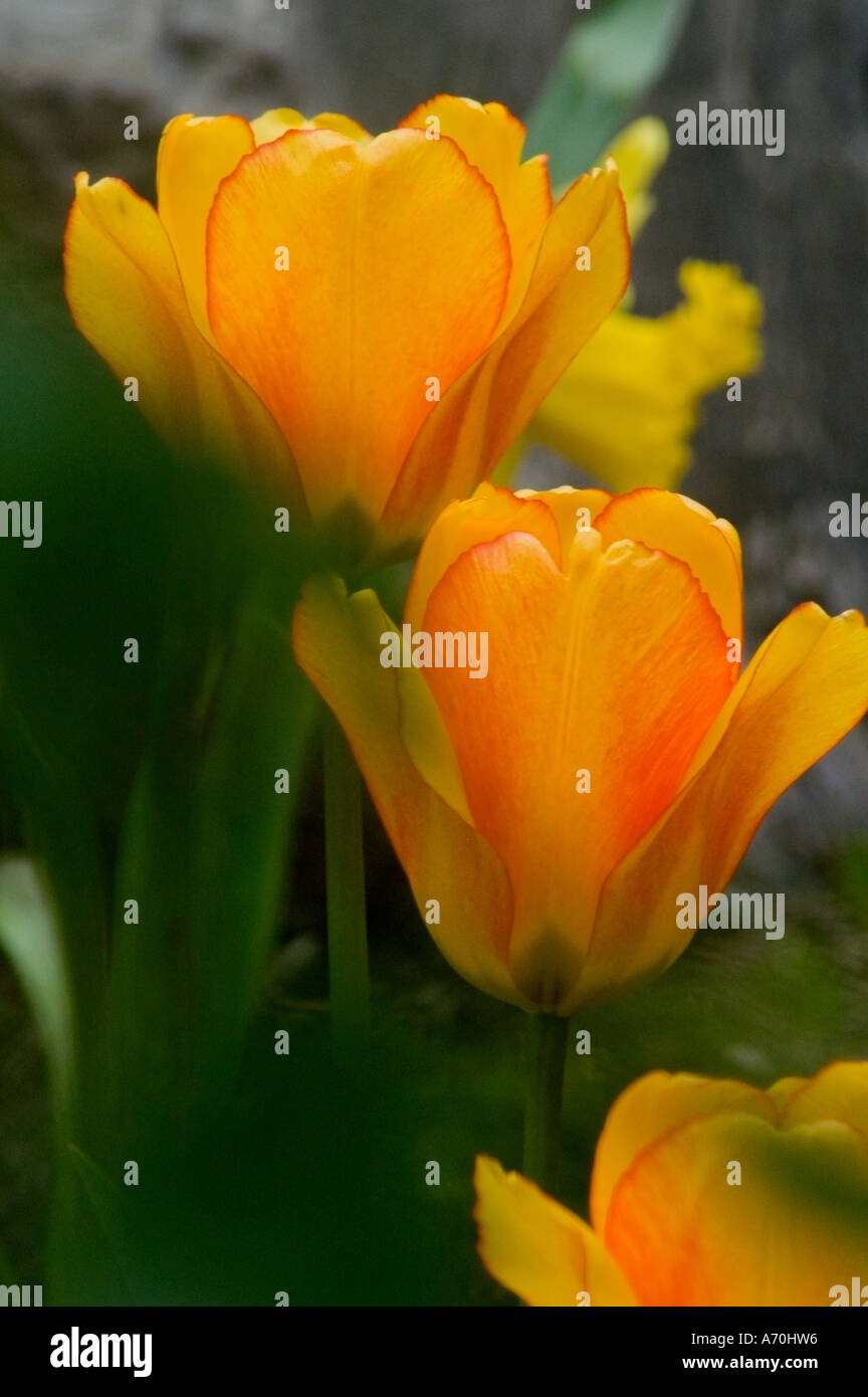 Soft tulipani radiante aperta come per raggiungere il cielo. Foto Stock