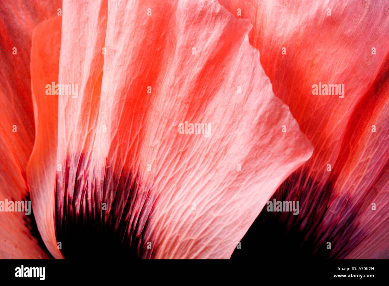 Close-up di colore rosa papaveri, Papaver, Foto Stock