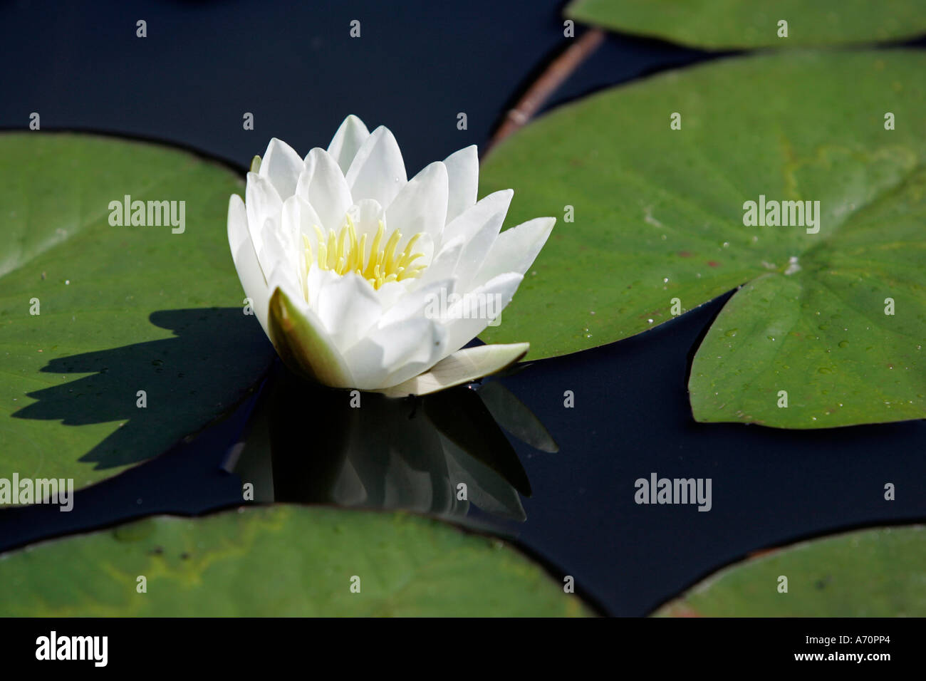 York, GBR, 17. Agosto 2005 - mare bianco-rosa nel giardino murato di Castle Howard vicino a York. Foto Stock