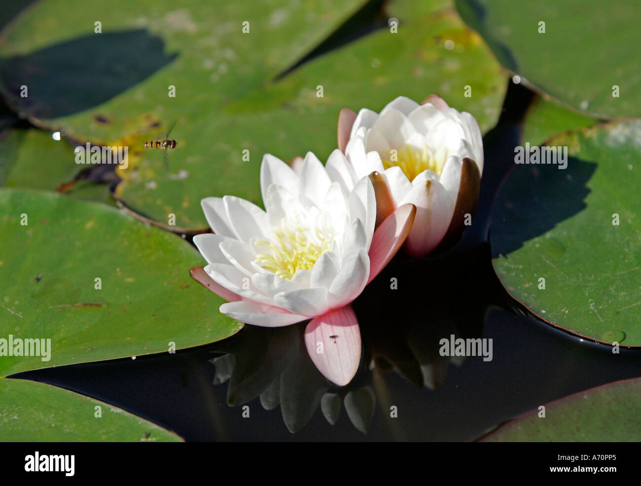 York, GBR, 17. Agosto 2005 - mare bianco-rosa nel giardino murato di Castle Howard vicino a York. Foto Stock