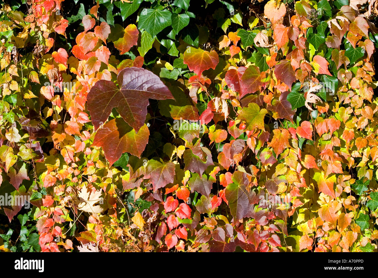 Markt Schwaben, GER, 27. Ottobre 2005 - Più foglie colorate in autumm Foto Stock