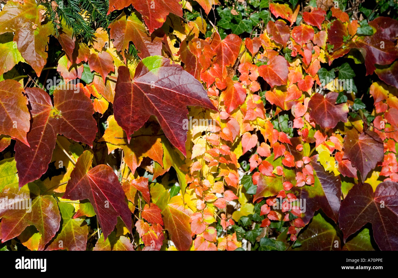 Markt Schwaben, GER, 27. Ottobre 2005 - Più foglie colorate in autumm Foto Stock