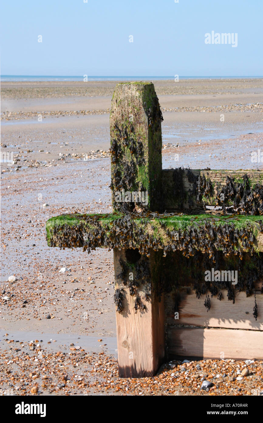 Bladderrack Seaweed (Fucus vesiculosus) coperta Groyne a bassa marea sulla spiaggia del Sussex Foto Stock