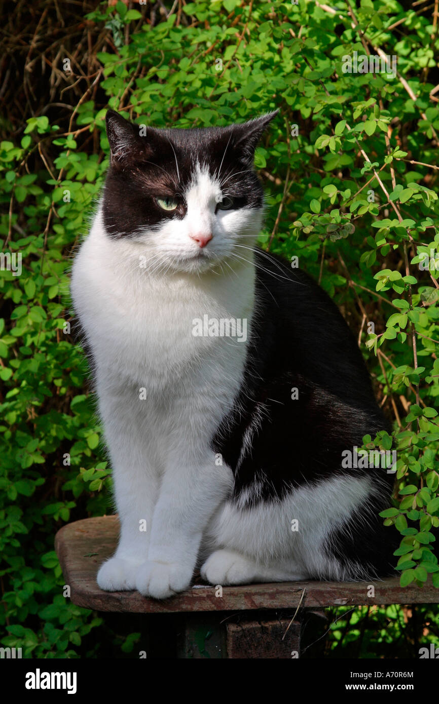 Gatto bianco e nero adulto (Felis catus) seduto su panca da giardino Foto Stock
