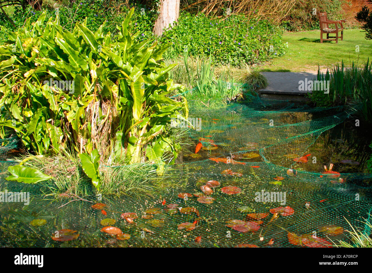 Netted Goldfish (Carassius auratus) stagno in giardino a Springtime in Sussex, Inghilterra Foto Stock