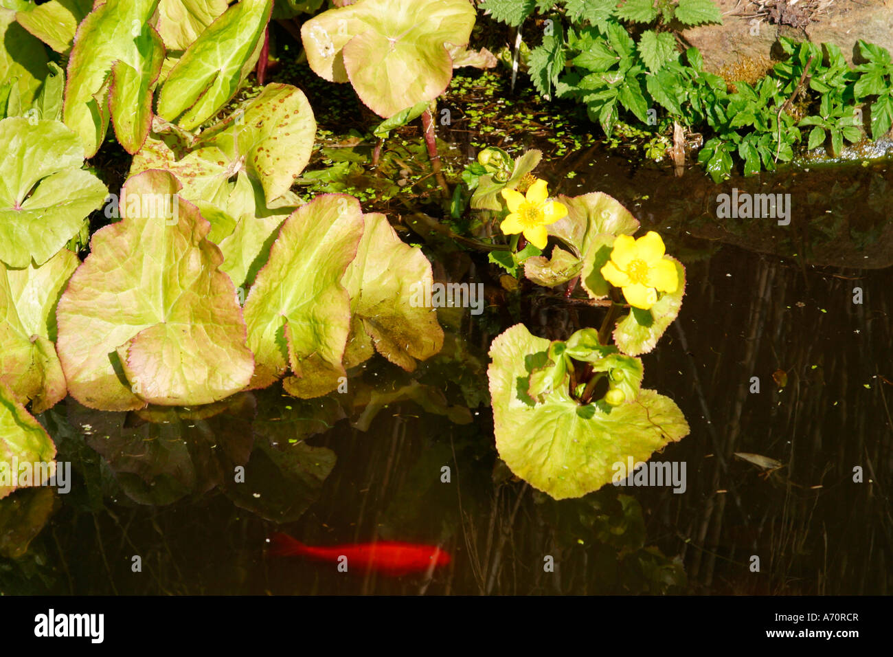Goldfish (Carassius auratus) nuoto in giardino stagno in primavera in Sussex, Regno Unito Foto Stock