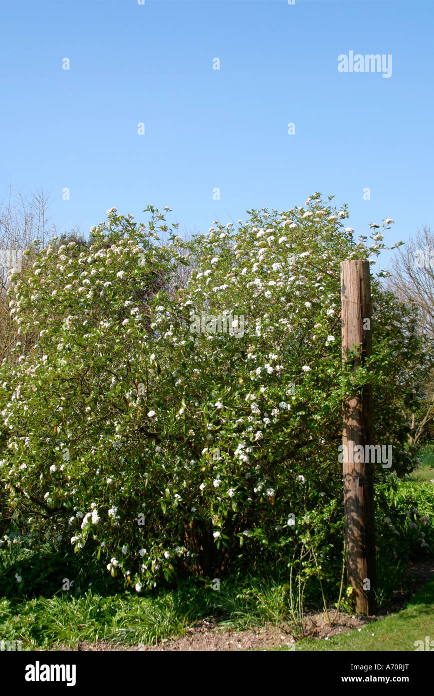 Mexican Orange Blossom (Choisya ternata) in fiore in primavera nel Sussex, Inghilterra, Regno Unito Foto Stock