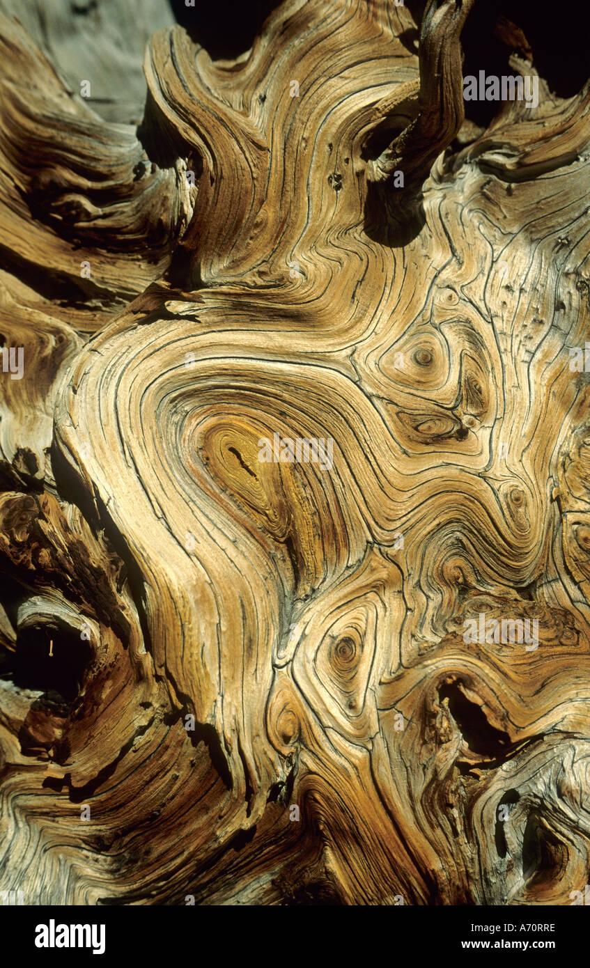 Legno di un molto vecchio pino bristlecone, Parco nazionale Great Basin, Nevada, STATI UNITI D'AMERICA Foto Stock