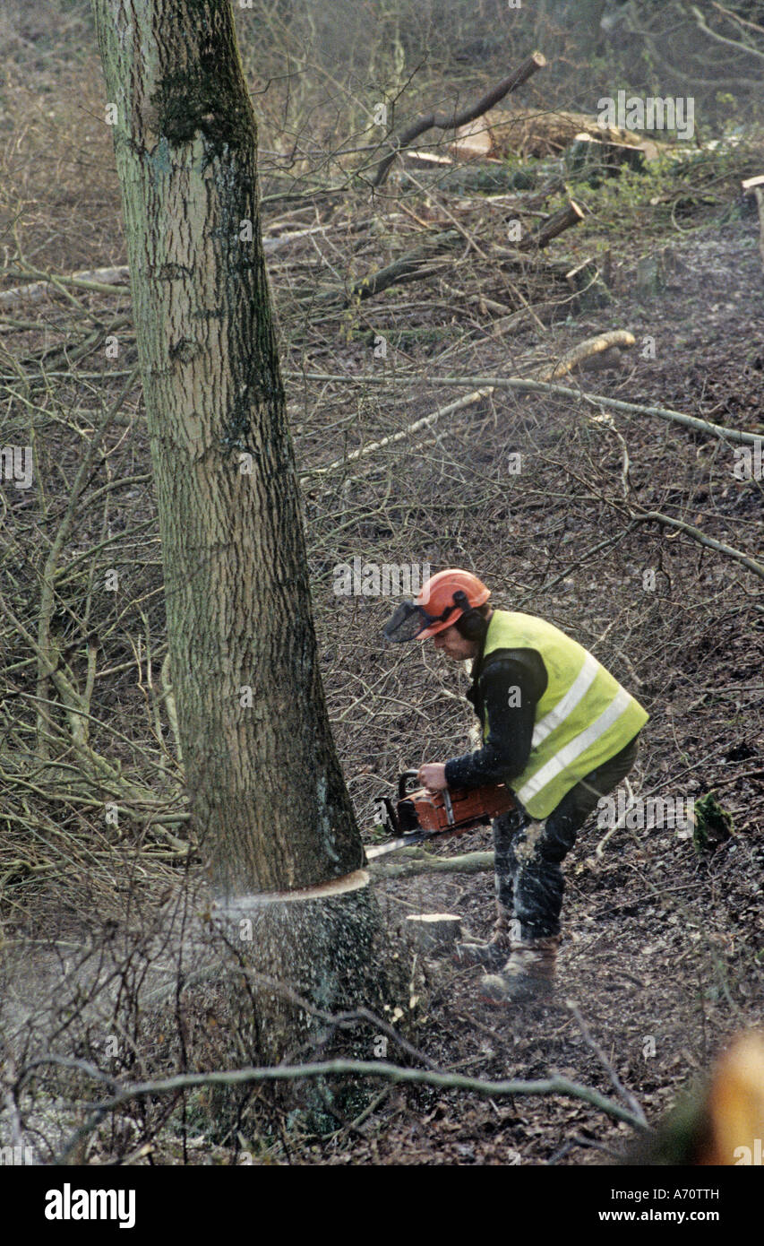 Tree Felling, Newbury by-pass route, Newbury, Berkshire, Inghilterra, Regno Unito, GB. Foto Stock