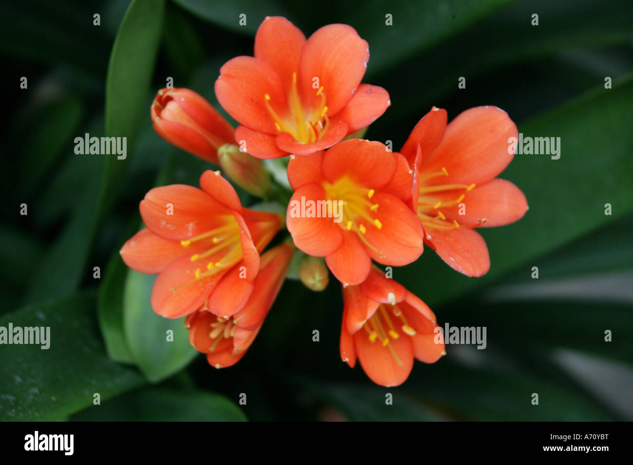 Clivia miniata o Kaffir Lily, Bush Lily, St Johns Lily o Fire Lily, Amaryllidaceae Foto Stock