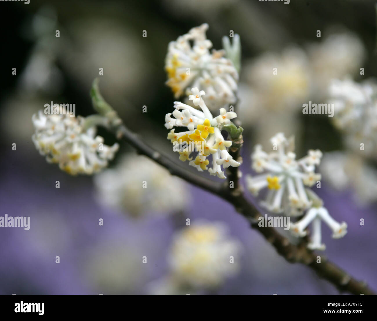 Edgeworthia chrysantha o impianto Paperbush, Thymelaeaceae. Corea, Cina. Foto Stock