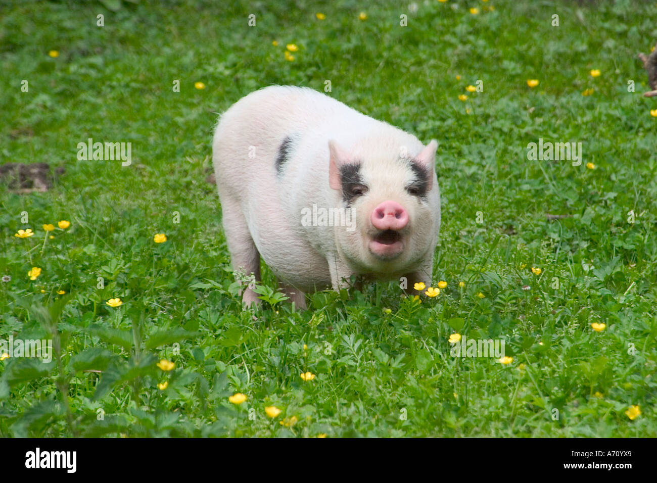 Giovani grande su un prato Foto Stock