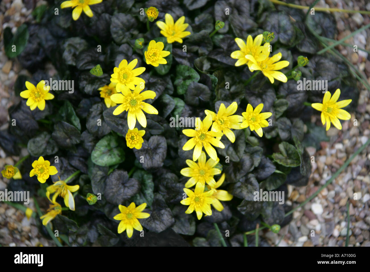 Lesser Celandine, Ranunculus ficaria, Ranunculaceae Foto Stock