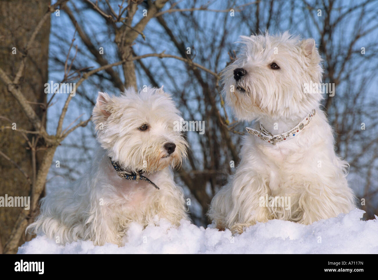 Due West Highland White Terrier cani - seduta nella neve Foto Stock