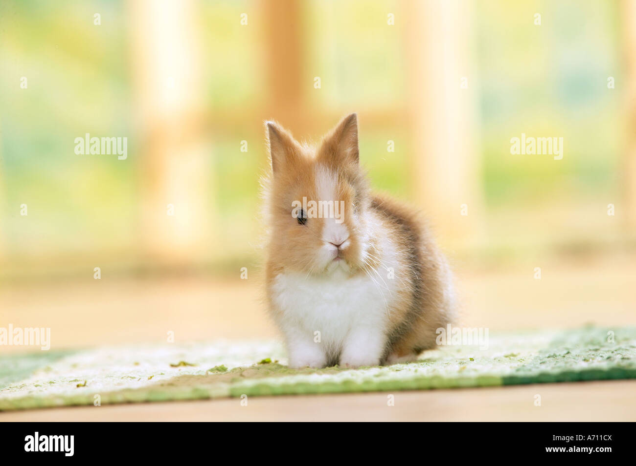 Giovani di coniglio pigmeo seduti su un tappeto Foto Stock