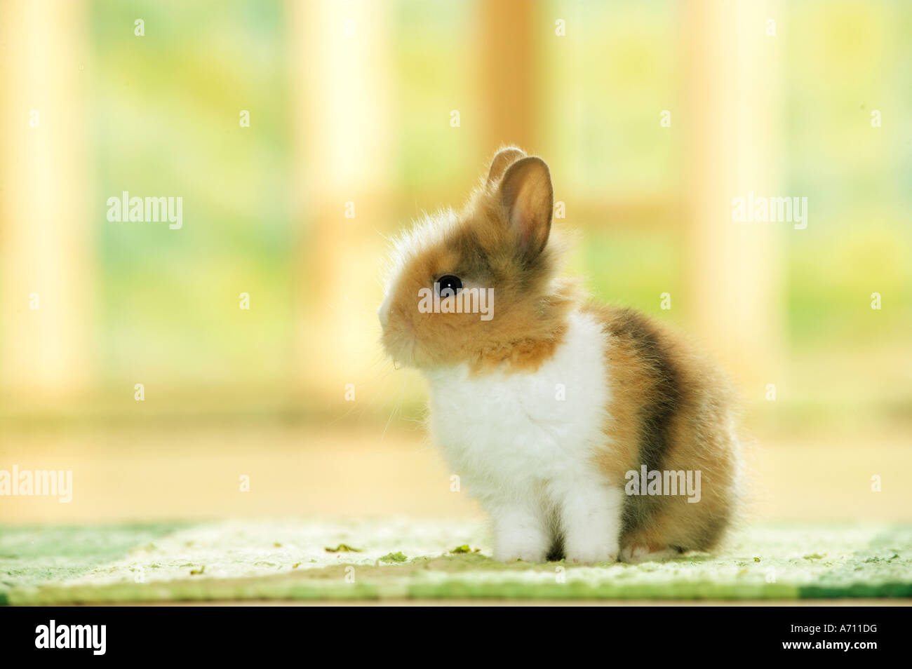 Giovani di coniglio pigmeo seduti su un tappeto Foto Stock