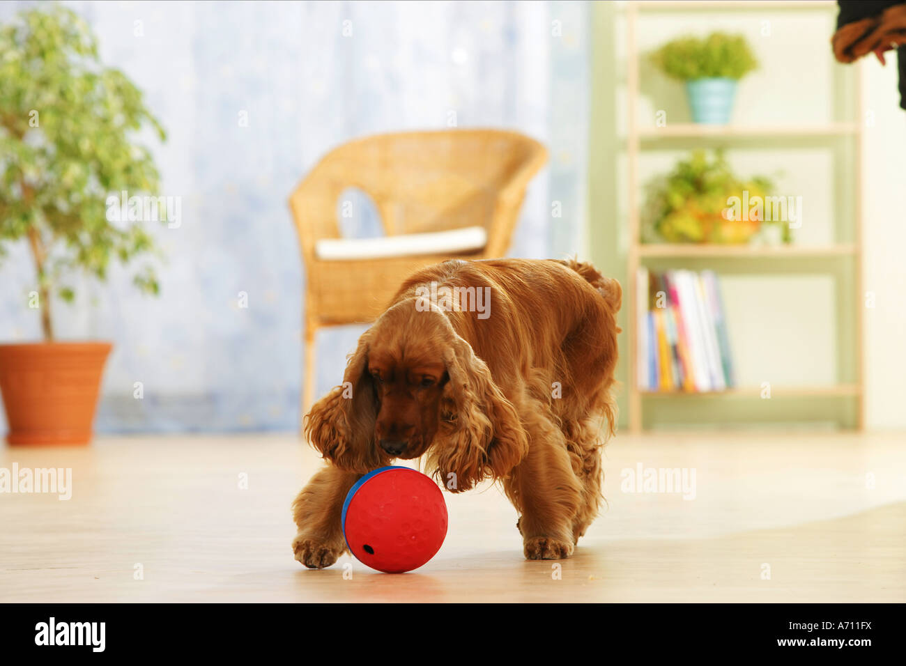 Cocker Spaniel con un pallone riempito con cane biscotti Foto Stock