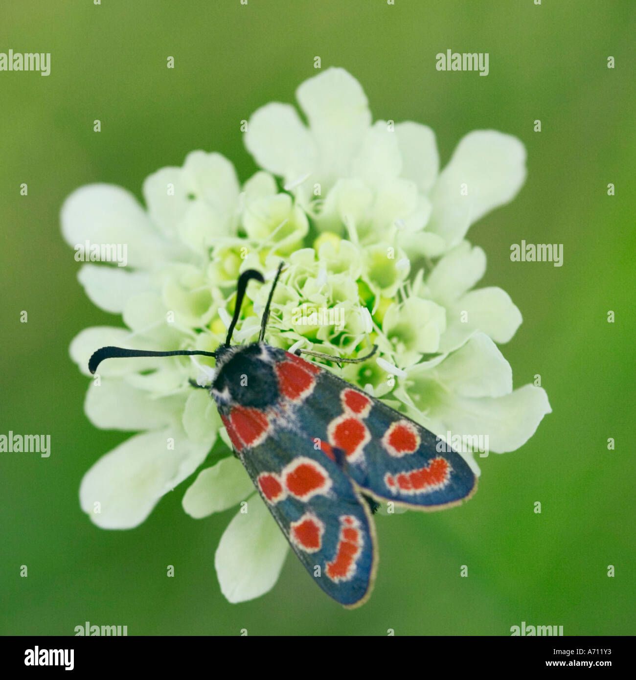 Zygaena fausta Foto Stock