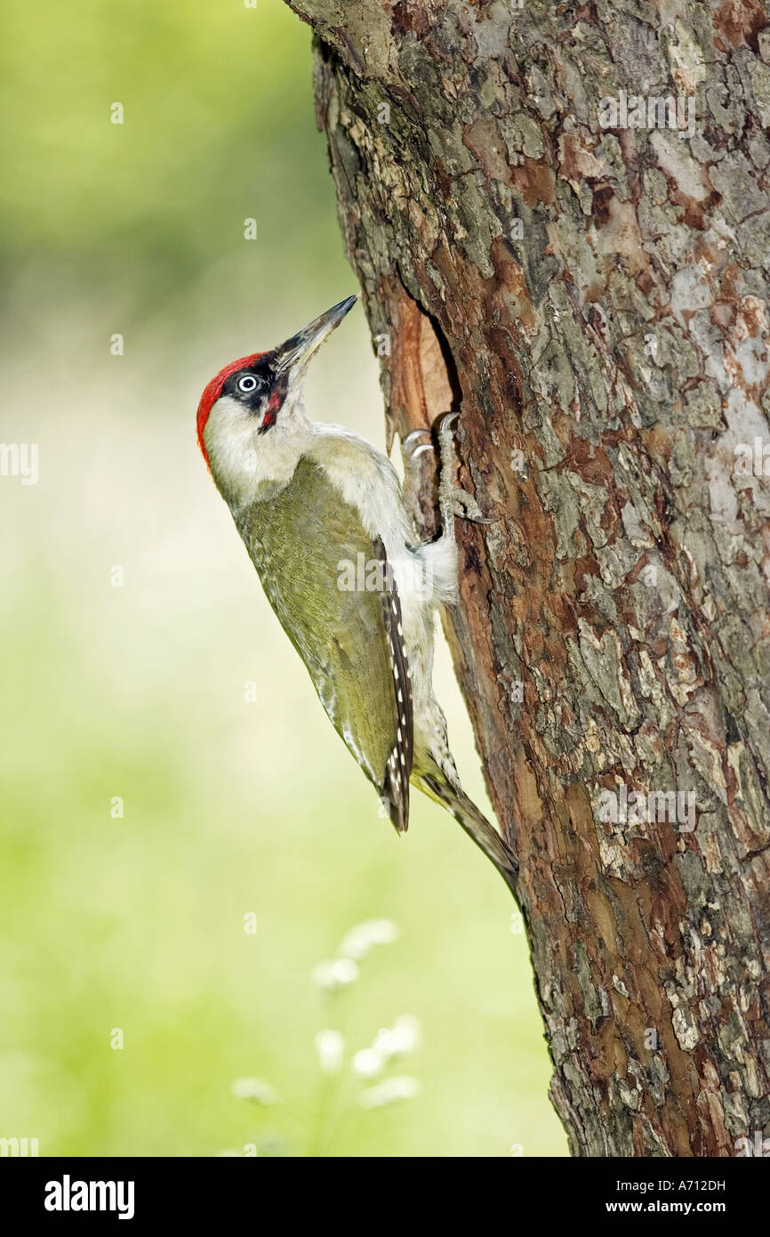 Picchio verde - a tronco di albero / Picus viridis Foto Stock