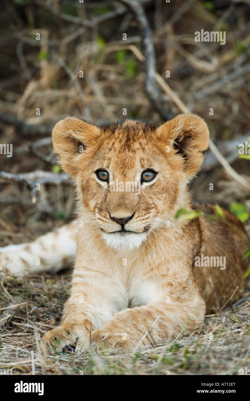 - Lion cub giacente / Panthera leo Foto Stock