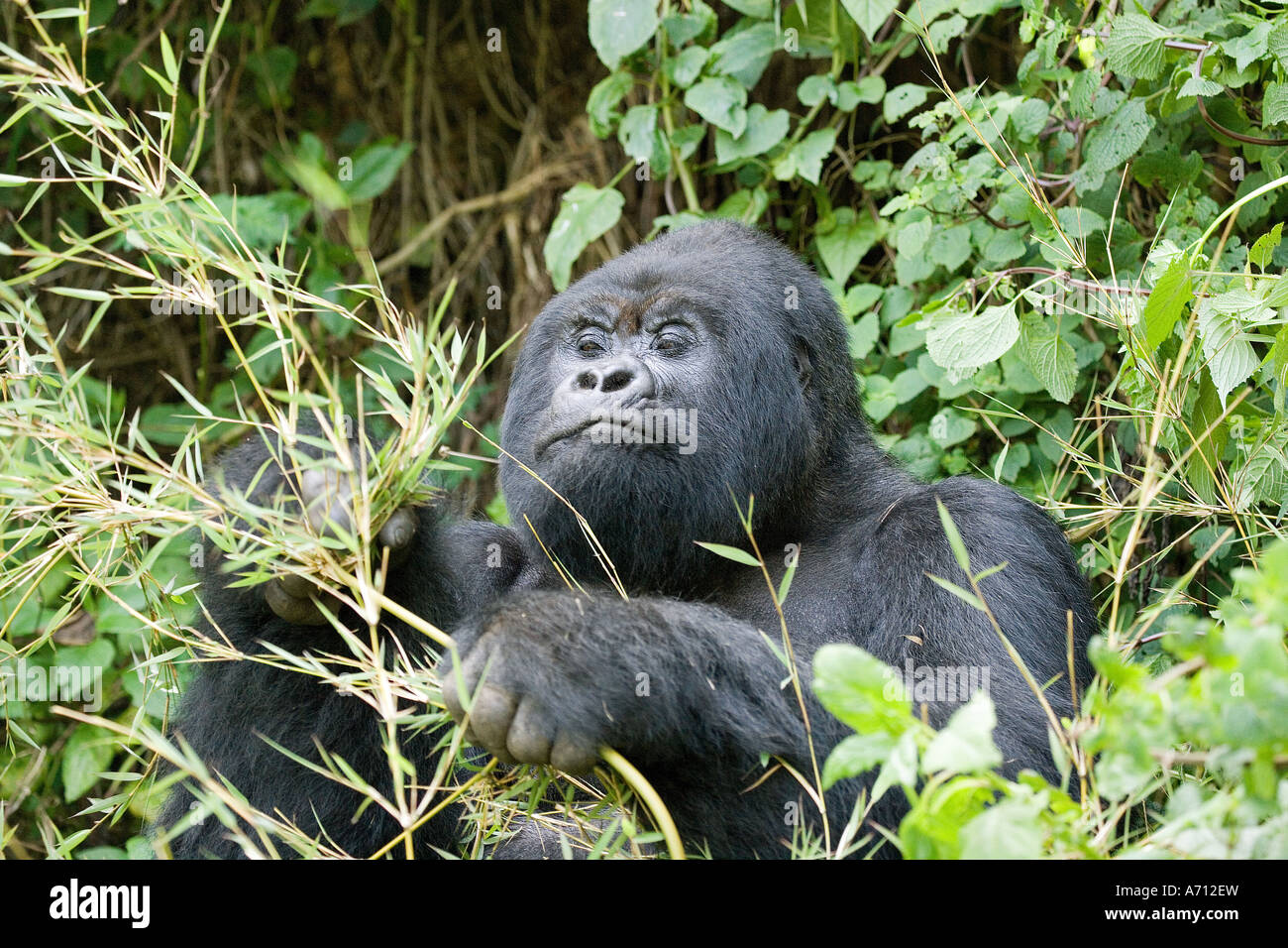 Gorilla di Montagna - seduta / Gorilla beringei beringei Foto Stock