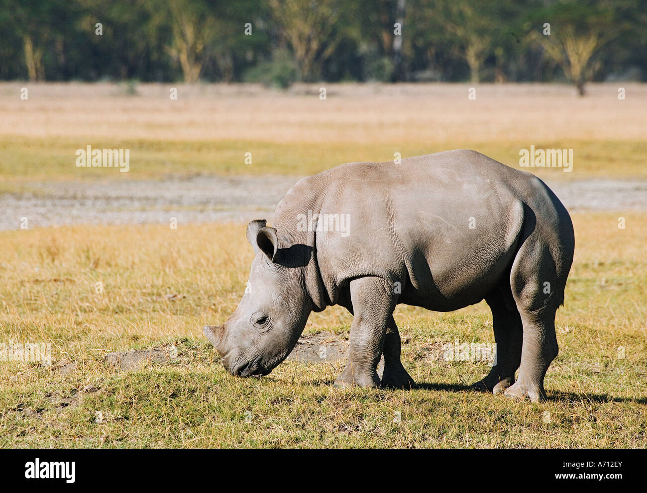 Rinoceronte bianco - cub / Ceratotherium simum Foto Stock