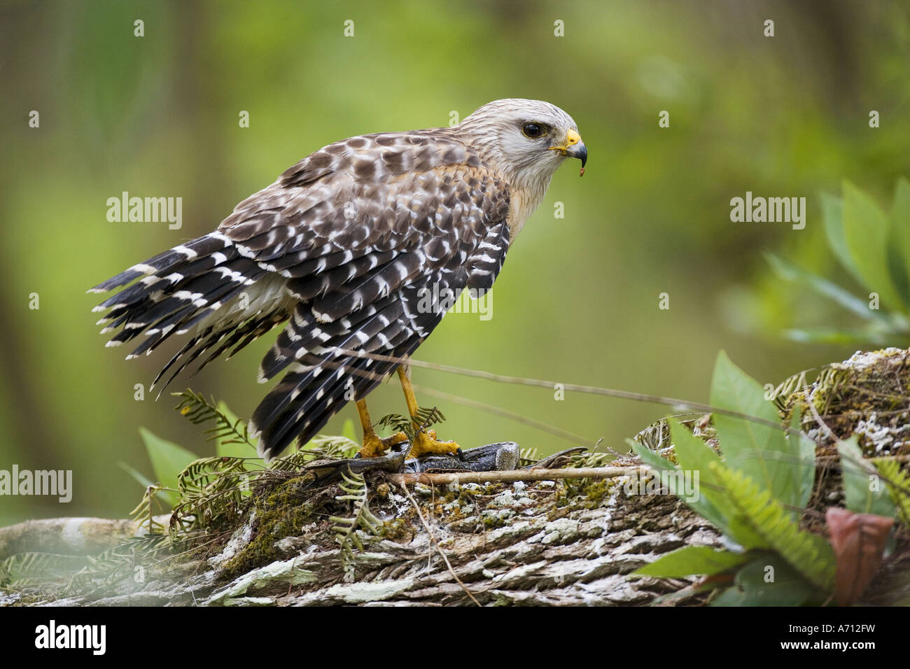 Red-hawk con spallamento / Buteo lineatus Foto Stock