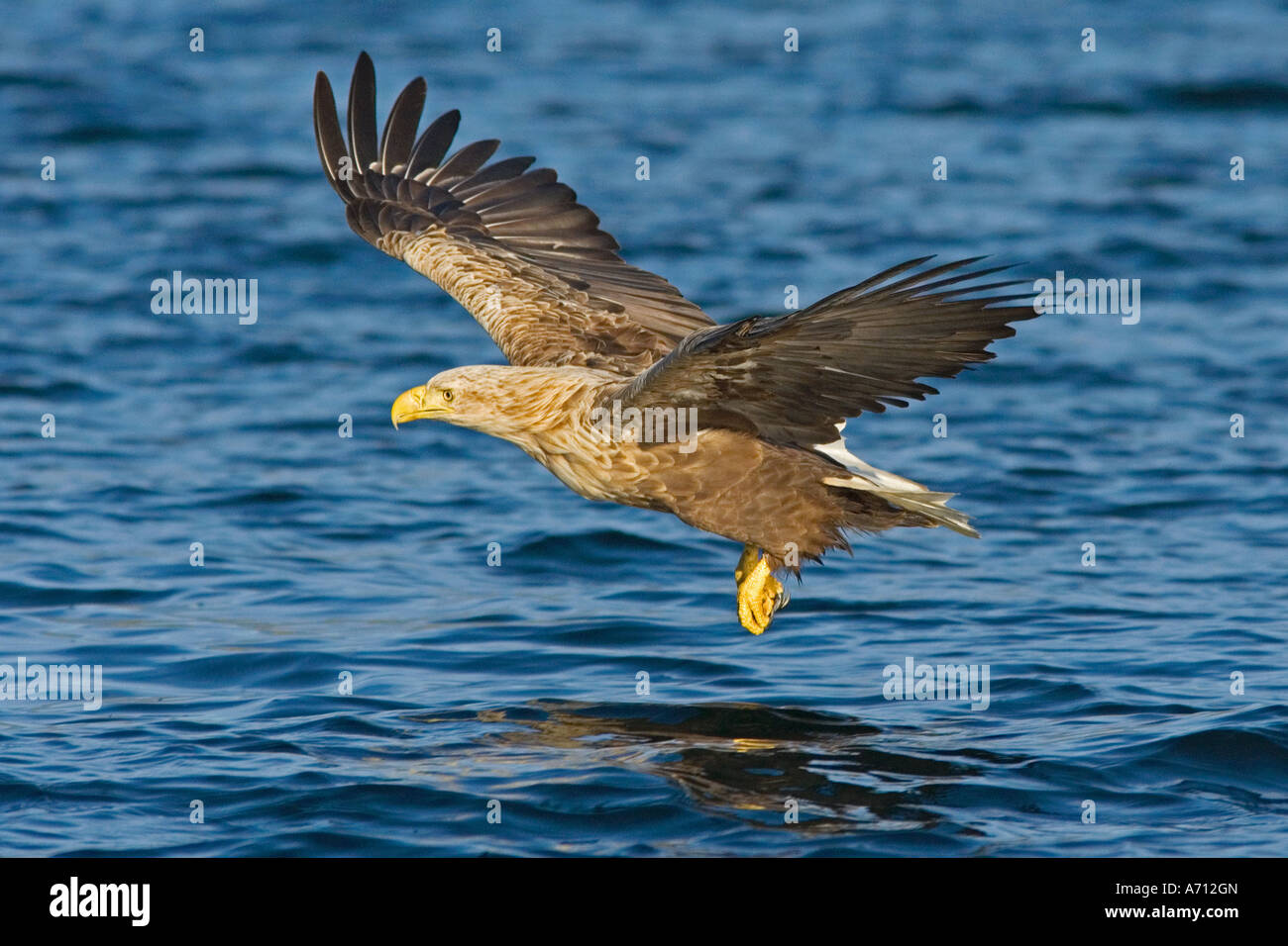 White-tailed sea-eagle - battenti / Haliaeetus albicilla Foto Stock