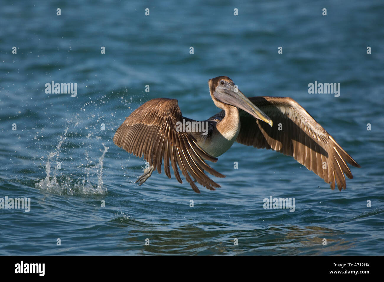 Brown pelican - battenti / Pelecanus occidentalis Foto Stock