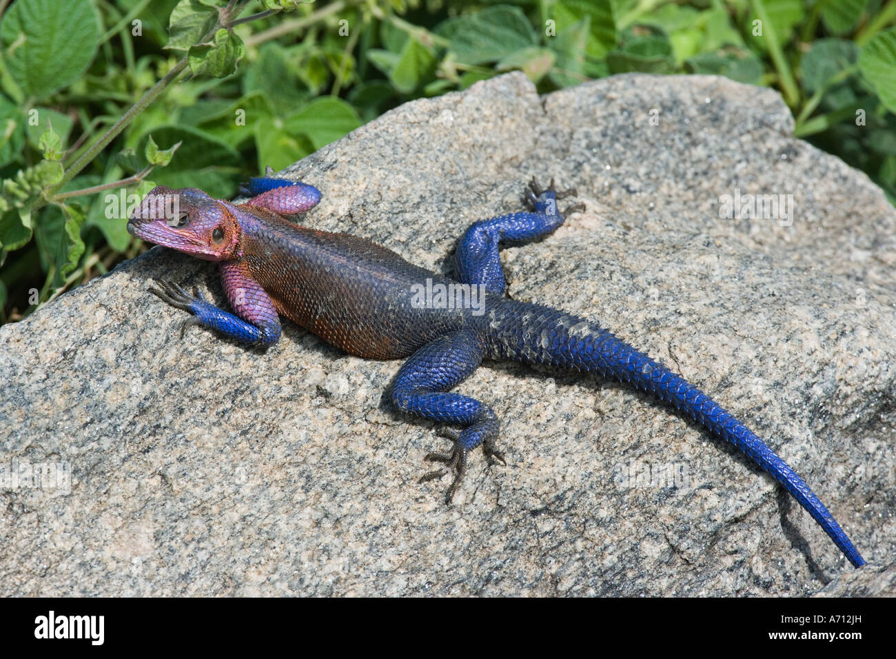 Agama comune - maschio su roccia / Agama AGAMA SA Foto Stock