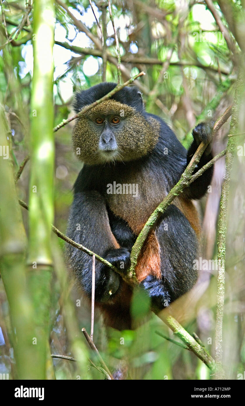 Scimmia dorata - su albero / Cercopithecus kandti Foto Stock