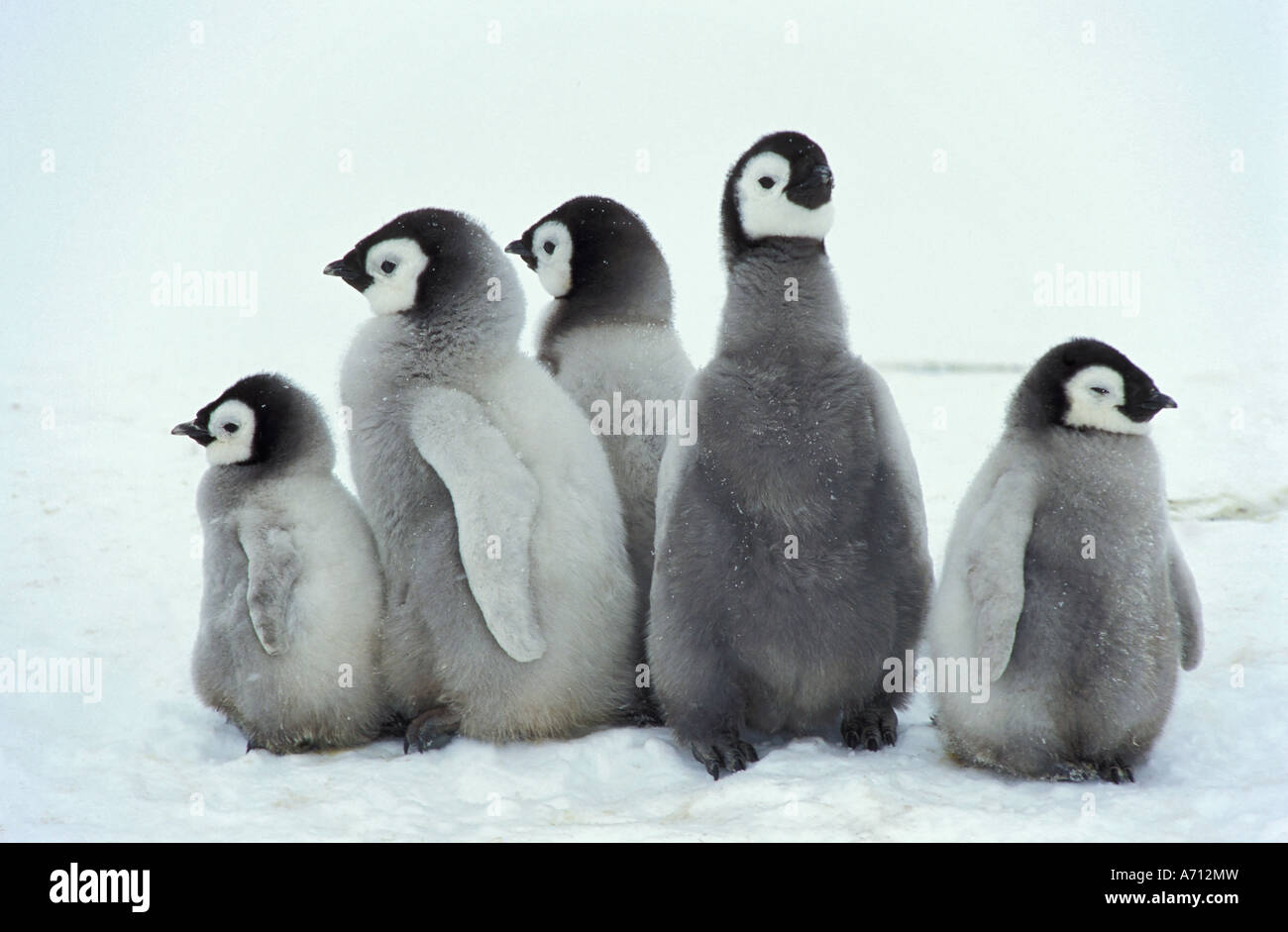 Pinguino imperatore (Aptenodytes forsteri). Cinque pulcini in piedi accanto all'altra. Ghiacciaio Dawson-Lambert, Antartide Foto Stock