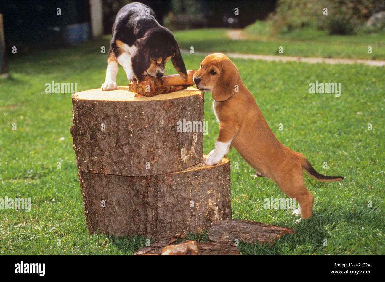 Due metà cuccioli di razza alla catasta di legno Foto Stock