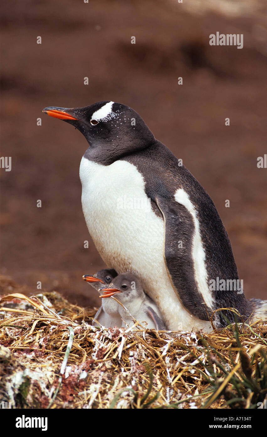 Pinguino gentoo con cuccioli / Pygoscelis papua Foto Stock