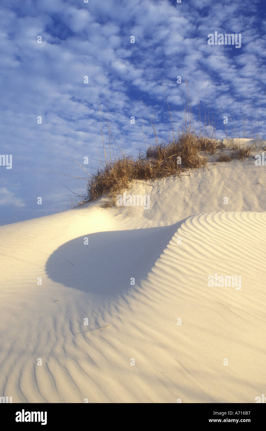 AJ1546, Georgia, GA, Cumberland Island Foto Stock