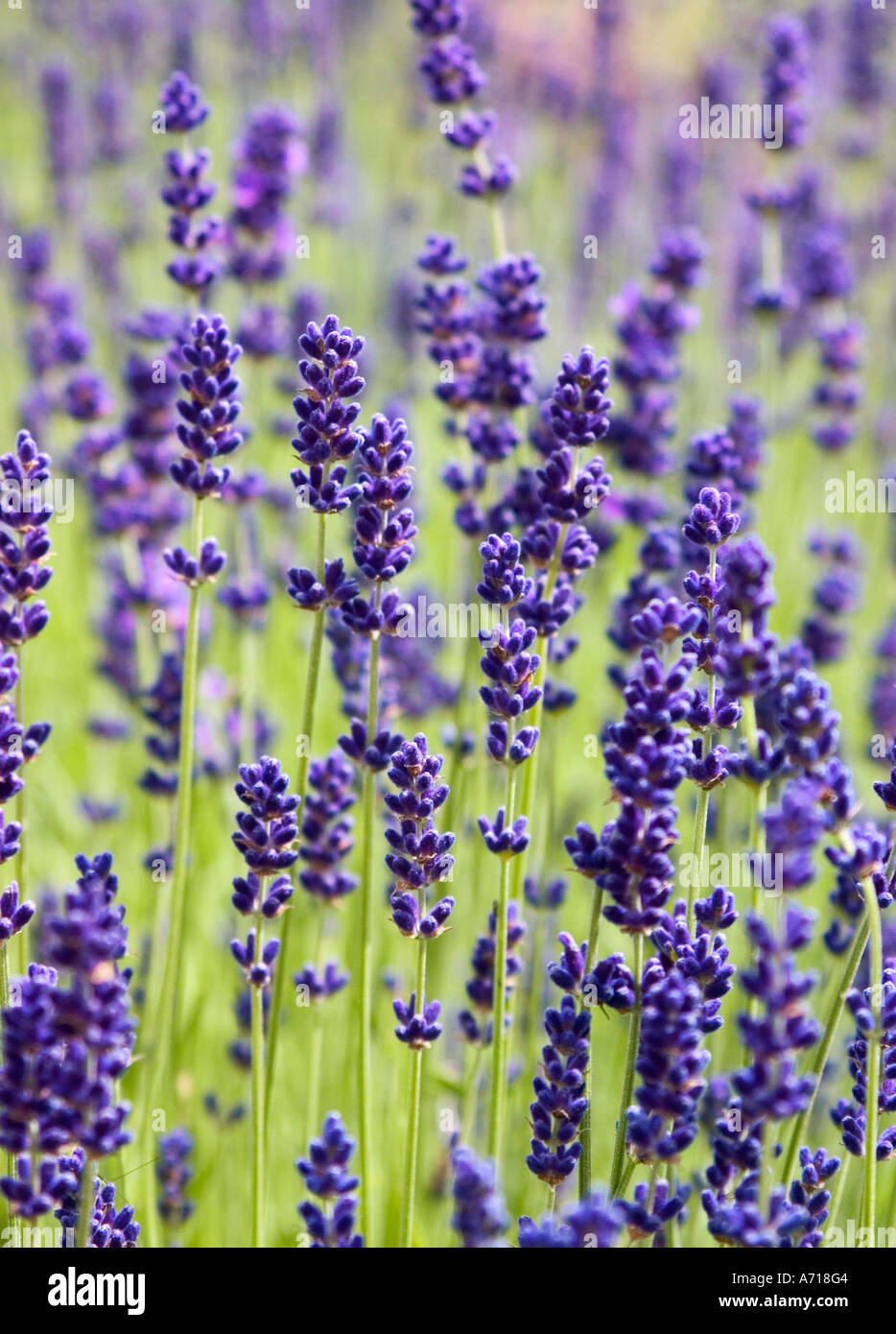 Fioritura di lavanda in estate. Foto Stock