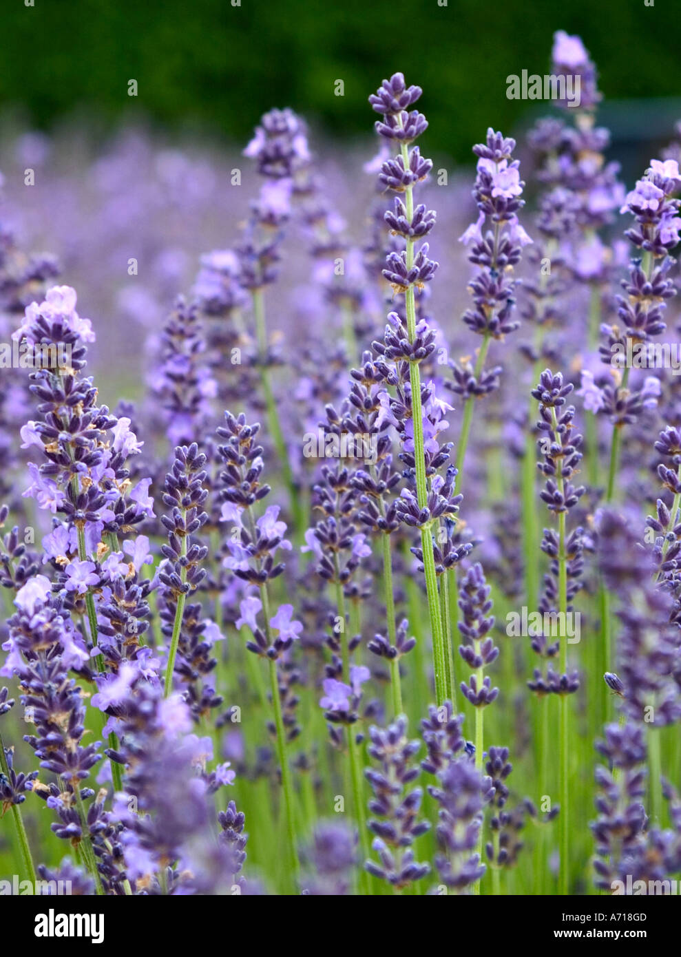 Fioritura di lavanda in estate. Foto Stock