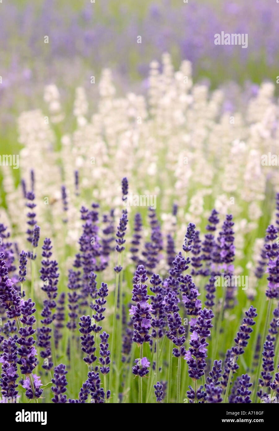 Fioritura di lavanda in estate. Foto Stock