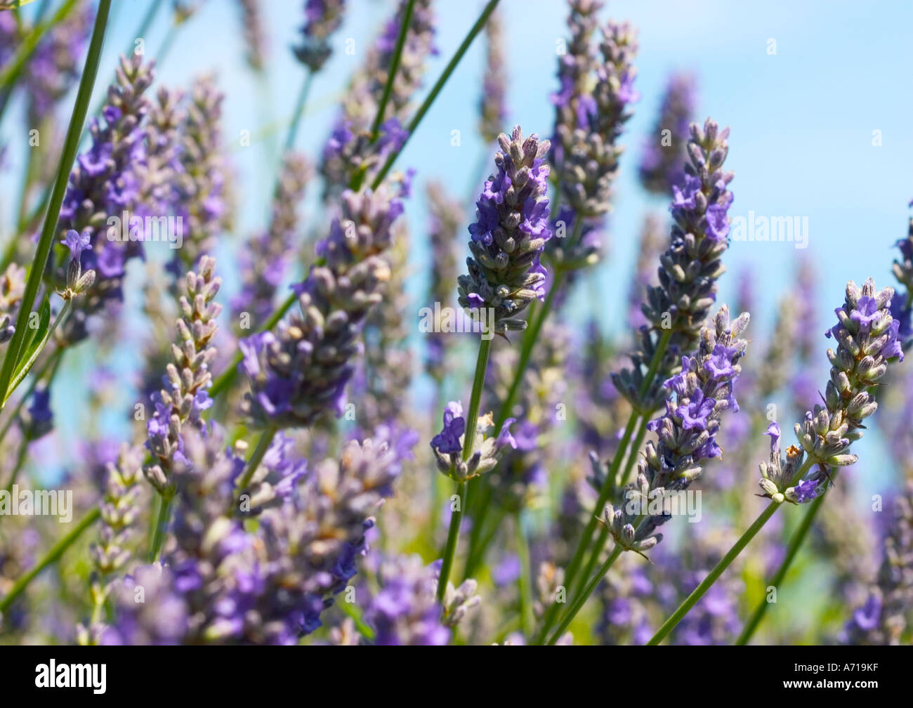 Inglese " lavanda Lavandula' shot in giugno in Inghilterra contro un cielo blu chiaro Foto Stock