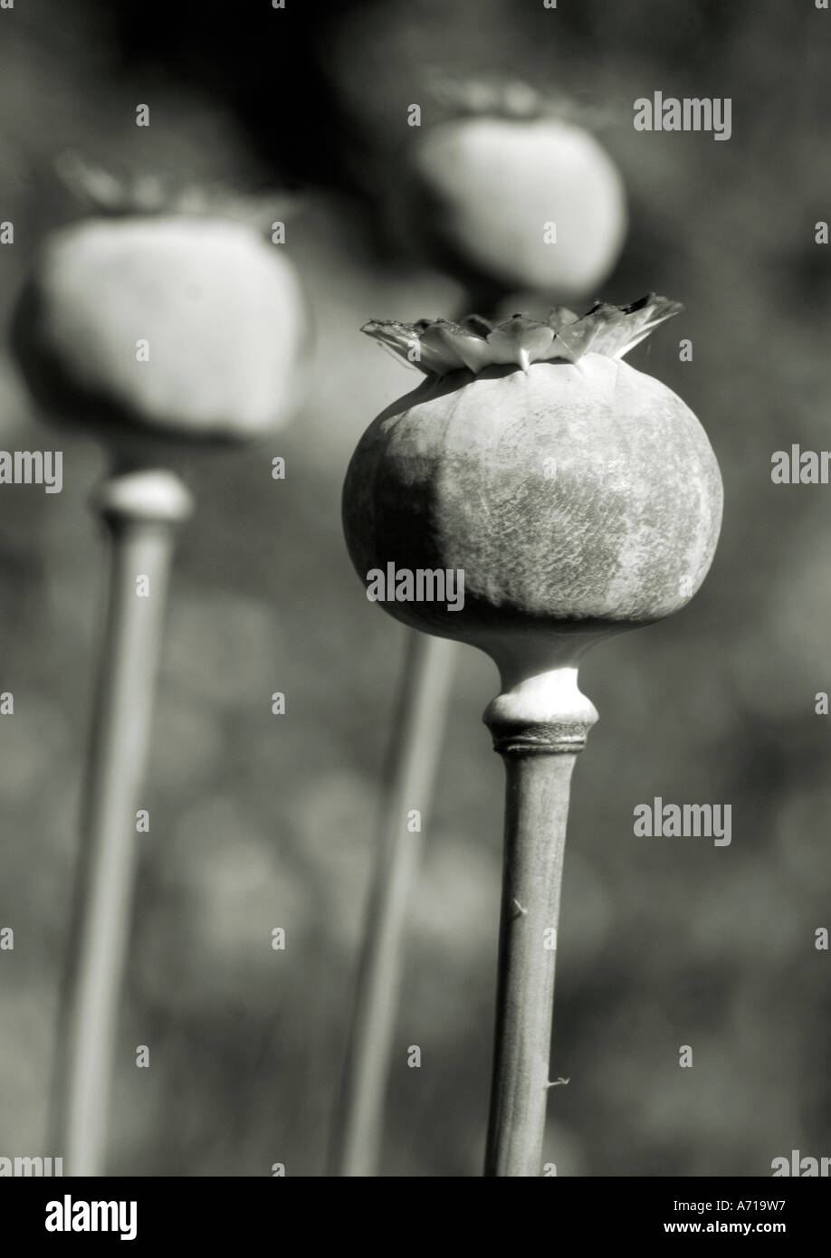Bianco e nero colpo di semi di papavero capi 'Papaver somniferum' Foto Stock
