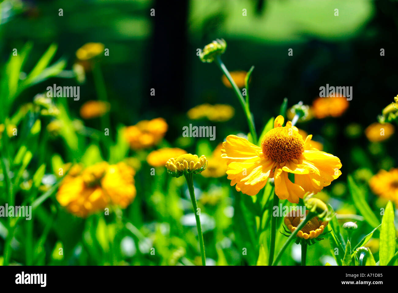 Helenium autmnale Sneezeweed Foto Stock