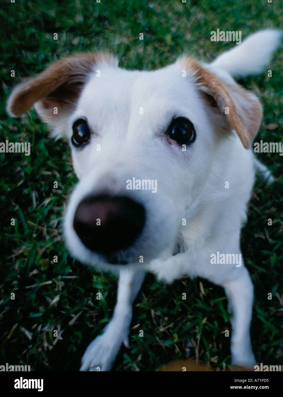 Chiudere l'immagine distorta di un misto di terrier cane Foto Stock