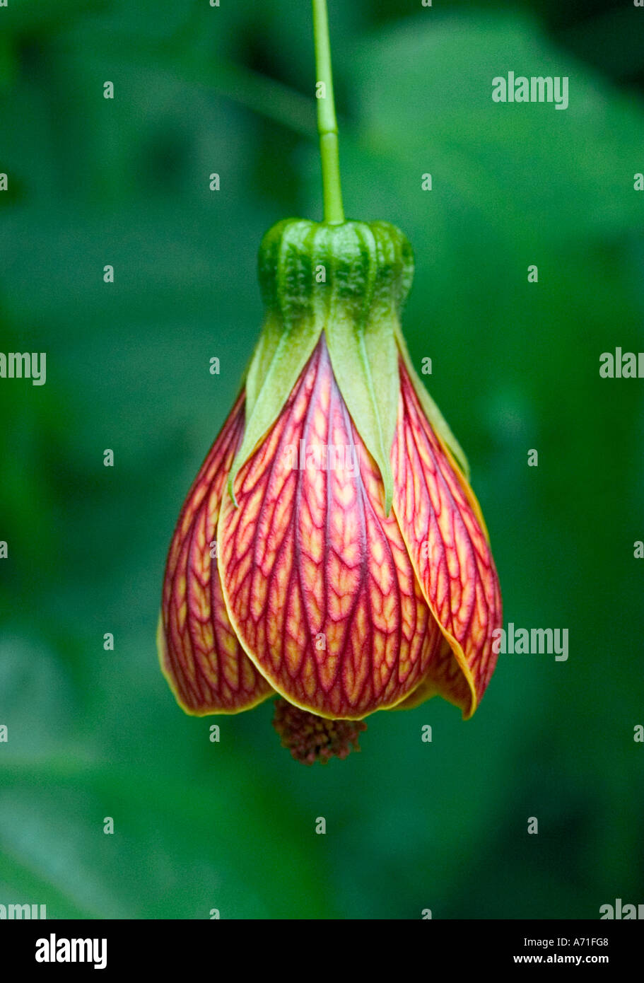 Immagine ravvicinata di Abutilon fiore morbido contro lo sfondo di colore verde Foto Stock