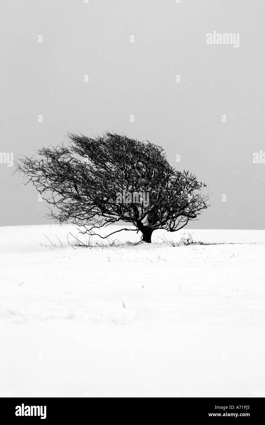 Avvolgimento singolo albero spazzato shot dopo la neve pesante sulla South Downs, East Sussex, Regno Unito Foto Stock