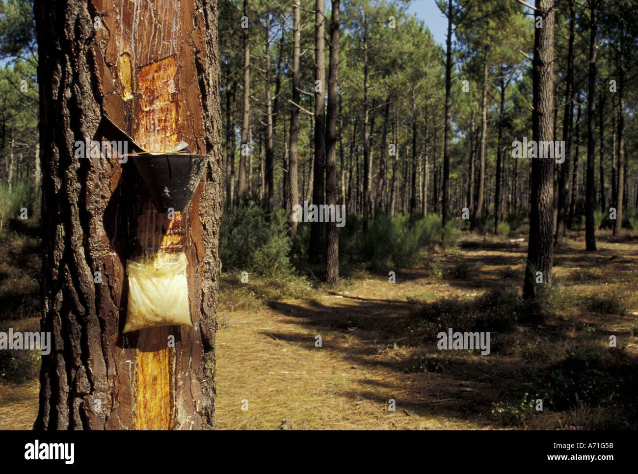 L'Europa, Francia Aquitania, Landes. Resina di gocciolamento raccolta da alberi di pino Foto Stock