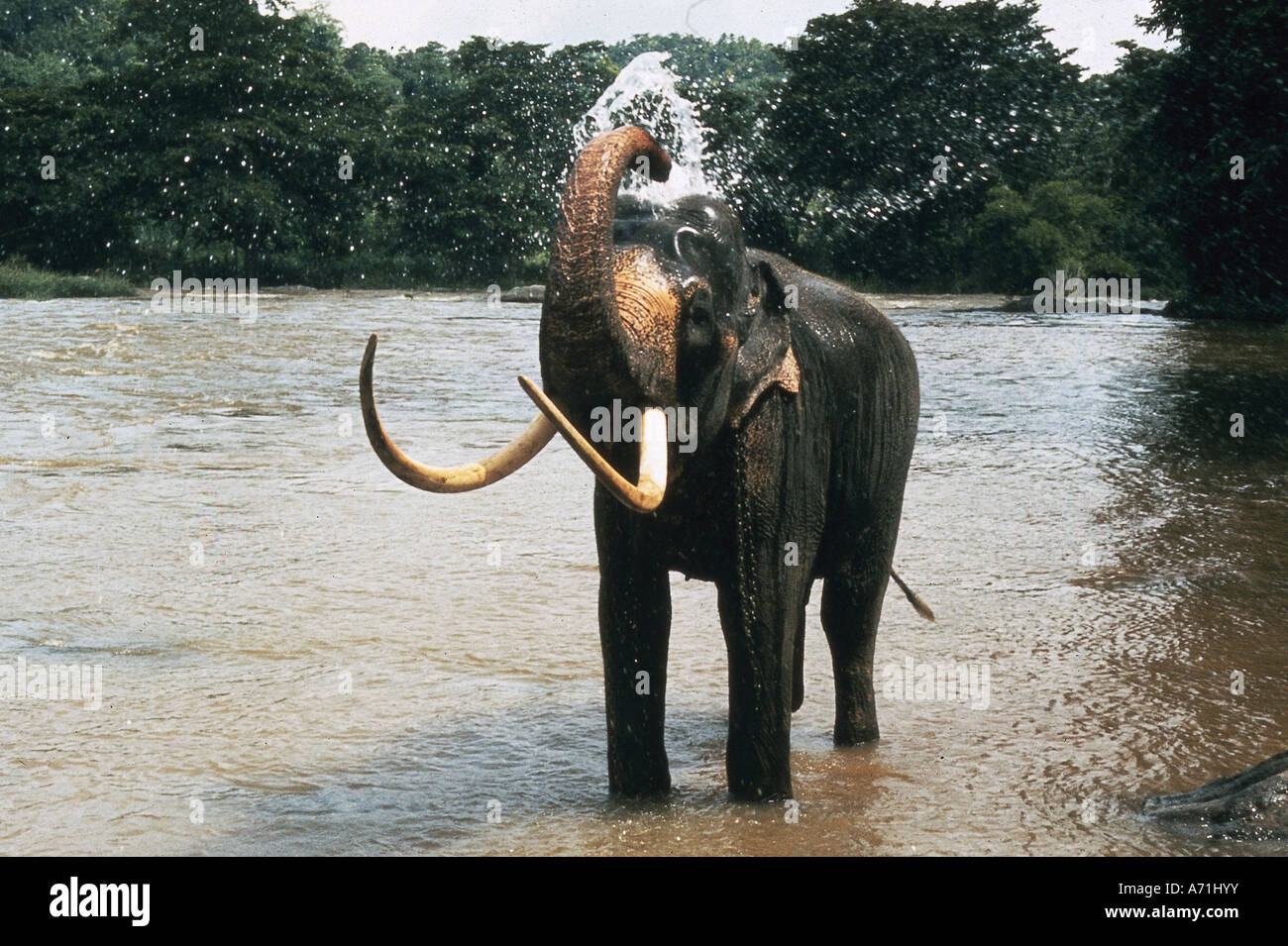 Zoologia / animali, mammifero / di mammifero, Elefanti Elefante asiatico, (Elephas maximus), balneazione, Kandy, Sri Lanka, distribuzione: Sr Foto Stock